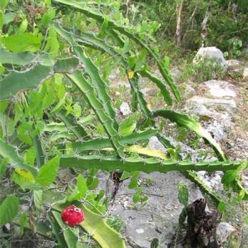 Acanthocereus horridus