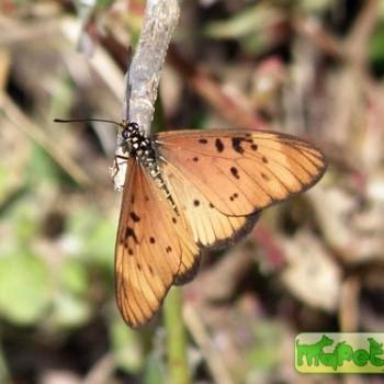 Acraea encedon (Акрея энцедон)