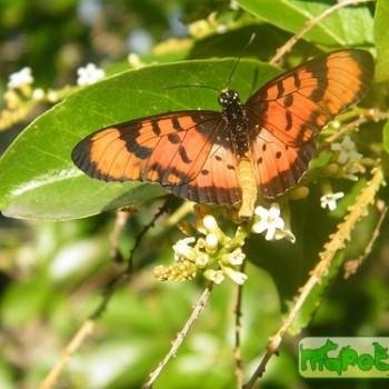 Acraea acara (Акрея акара)