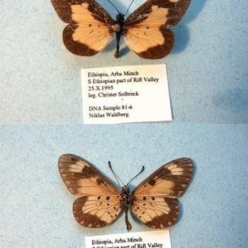 Acraea acerata (Акрея осенняя)