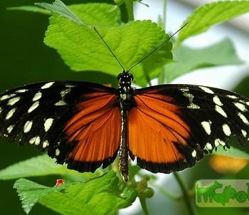 Heliconius hecale (Геликония гекала)