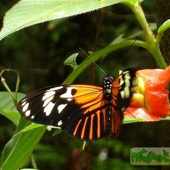 Heliconius elevatus