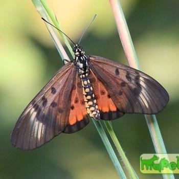 Acraea egina (Акрея эгина)