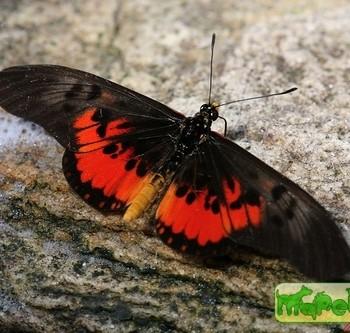 Acraea zetes (Акрея зет)