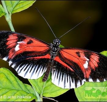 Heliconius melpomene (Геликония мельпомена)