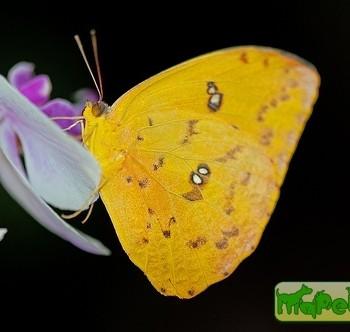 Катопсилия скилла