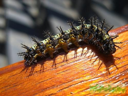 Acraea horta