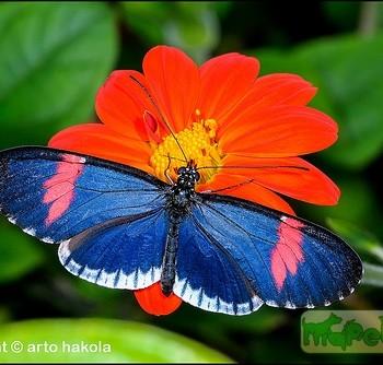 Heliconius erato (Геликония эрато)