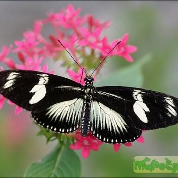 Heliconius doris