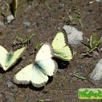 colias alexandra