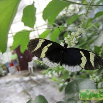 Heliconius eleuchia