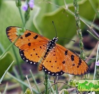 Acraea violae (Акрея виола)