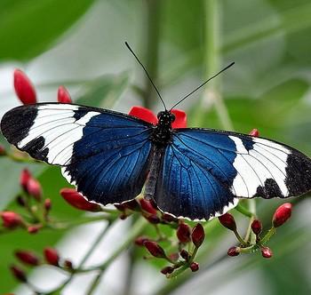 Heliconius cydno (Геликония цидно)