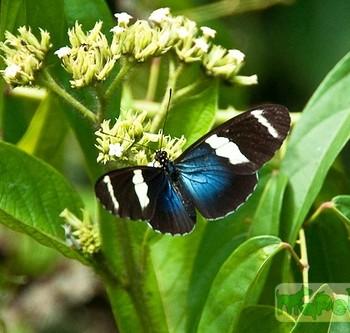 Heliconius sara (Геликония сара)