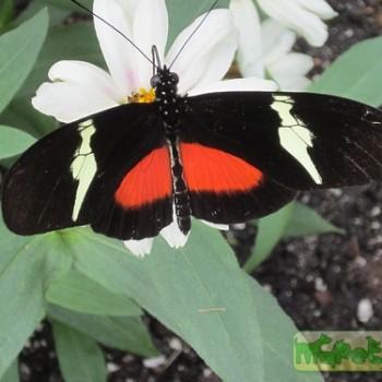 Heliconius hortense (Геликония гортенса)