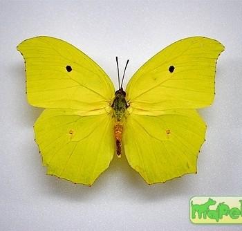 Anteos maerula