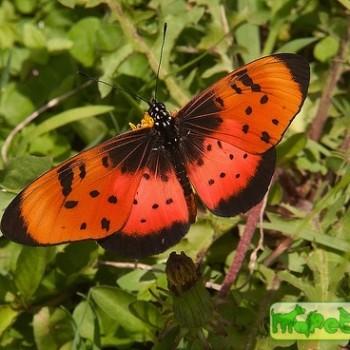Acraea natalica (Акрея наталика)