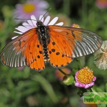 Acraea horta (Акрея горта)