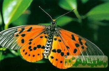 Acraea hova (Акрея гова)