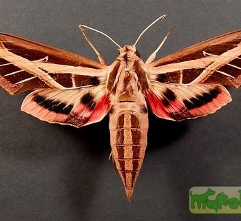 Eumorpha fasciata