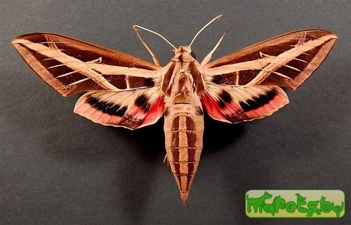 Eumorpha fasciata