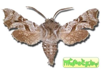 Sphingonaepiopsis gorgoniades