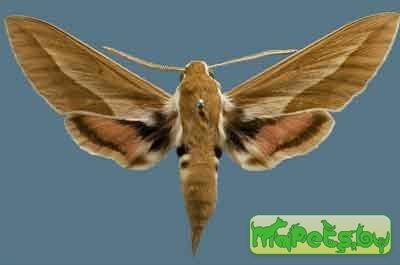 Hyles chamyla