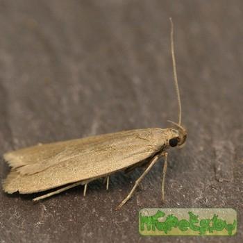 Acompsia cinerella