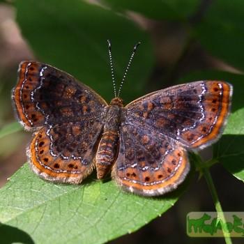 Calephelis borealis