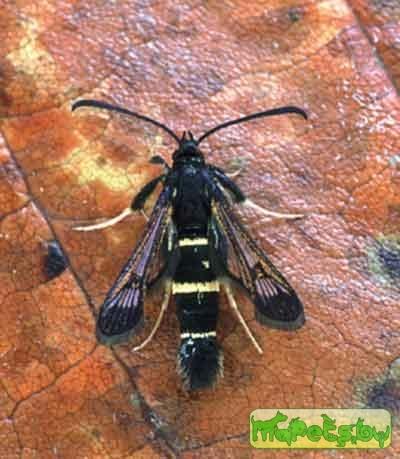 Synanthedon flaviventris