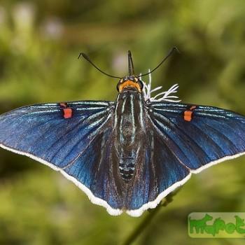 Phocides palemon