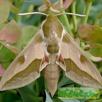 Hyles centralasiae
