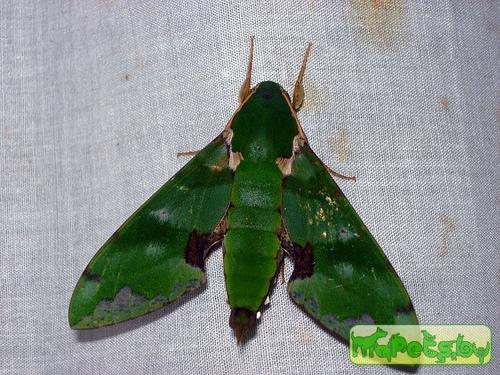 Euchloron megaera