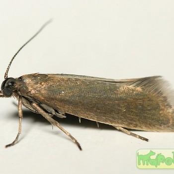 glyphipterix fuscoviridella