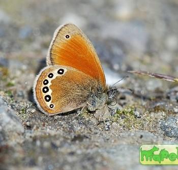 Coenonympha gardetta
