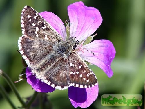 Pyrgus alveus