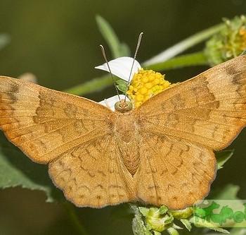 Emesis tenedia