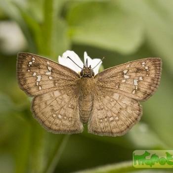 Carrhenes canescens