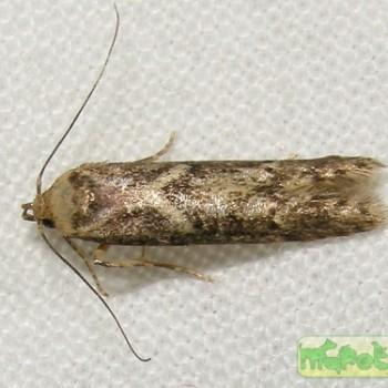 Blastobasis lignea