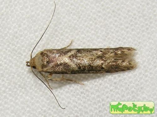 Blastobasis lignea