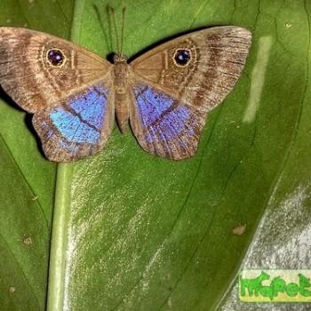 Mesosemia lamachus