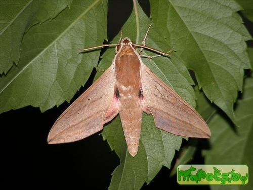 Hyles hippophaes