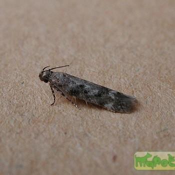 Caryocolum alsinella