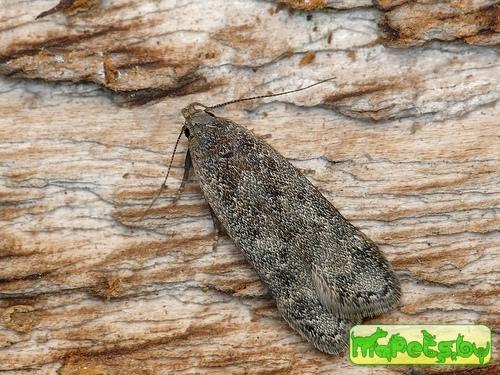 Anacampsis populella
