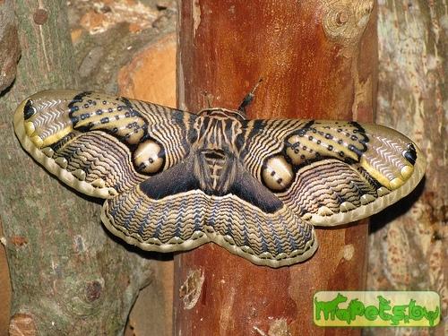 Brahmaea wallichii