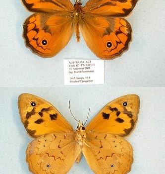 Heteronympha merope
