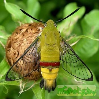 Cephonodes hylas