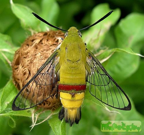 Cephonodes hylas