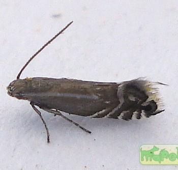 glyphipterix haworthana