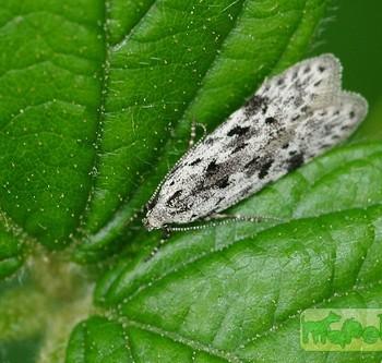 Carpatolechia proximella